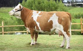 28 Ideias De Simmental Fleckvieh Vacas Fofas Vacas Bovino