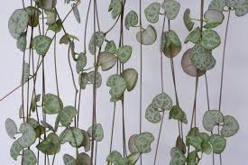 Image result for Ceropegia simplex