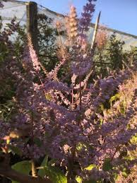 Image result for Tetradenia