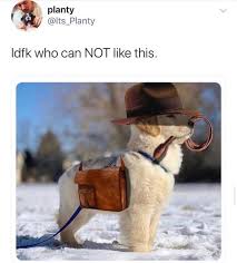 Best Dog Memes Cute Baby Animals Funny Animal Memes Cute Little Animals