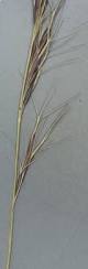 Image result for Aristida canescens