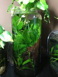 3 Gallon Planted Vase Aquarium Fish Tank Vase Fish Tank Plant Vase