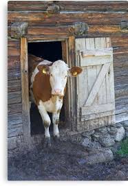 Encounter Canvas Print By Walter Quirtmair Barnyard Animals Farm Animals Cow