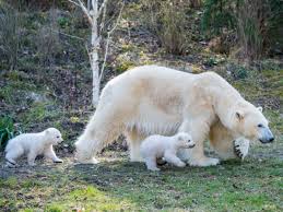 Pin Auf Munchen Bayern Tierpark Hellabrunn