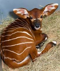 Image result for cute baby animals