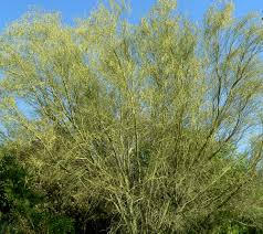 Image result for Parkinsonia africana