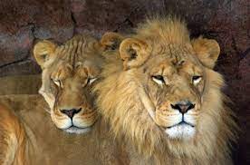 pin on lowen baren tiger