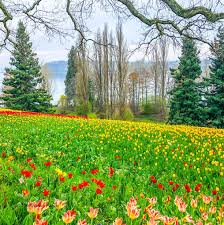 Check spelling or type a new query. The Most Instagrammable Flower Fields In The World Wandering Sunsets
