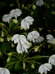 Image result for Clerodendrum incisum