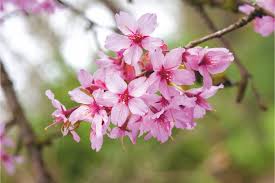 In his teens collingwood ingram kept diaries, illustrated with sketches. Buy Collingwood Ingram Japanese Flowering Cherry Tree Online Free Uk Delivery Free Limited Tree Warranty