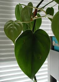 Philodendron plants are native to central as well as south america and are mostly concentrated in the tropical areas of this distribution. Heart Leaf Philodendron Plant Benefits Air Quality Testing Experts