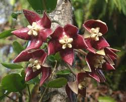 Baskets of trailing flowers and foliage give a finished look to any outdoor living area. Hoya House Plants For Sale Of Hoya Honey Plant Wax Plant Porcelain Flower Hoya Imperialis Plants Hoya Plants Hanging Plants
