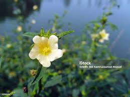 Image result for Sida rhombifolia