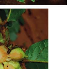 Image result for Uvaria welwitschii