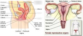 Female human anatomy vector diagram. Function Of Female Reproductive System Diagram Quizlet