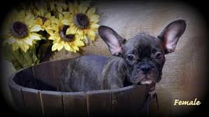 See full list on animalkingdomaz.com French Bulldog Puppy For Sale In Queen Creek Arizona Classified Americanlisted Com