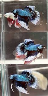 Dragon Blue Multicolor Veiltail And Red Dragon Vt Betta Aquarium Betta Fish Tropical Freshwater Fish