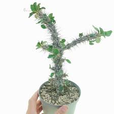 Image result for Euphorbia didiereoides