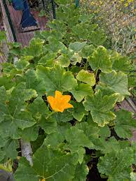Check spelling or type a new query. Why Are My Pumpkin Leaves Turning Yellow Washington State Gardening