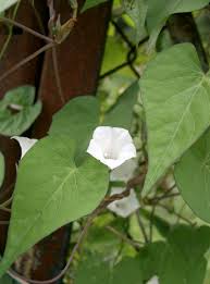 Image result for Ipomoea venosa