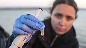 Examining leatherback and green sea turtle genomes