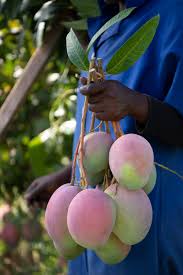 Harvesting and Ripening Mangoes, South Africa