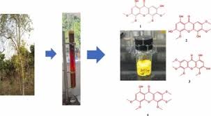 Image result for Vernonia longipedunculata