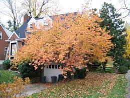 The yoshino cherry tree, popular in both the united states and japan, is famous for the cherry blossom festival in washington, d.c. Kwanzan Cherry Tree In The Fall Kwanzan Cherry Tree Dream Backyard Cherry Tree