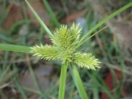 Image result for Cyperus fischerianus