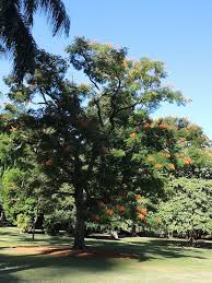 Image result for Colvillea