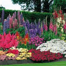 These delicate, brightly colored blooms atop tall, tangled stems. 19 Pretty Flower Garden Ideas For Your Home Flowers Flowersgarden Gardenideas Beautiful Flowers Garden Flower Bulbs Garden Garden Bulbs