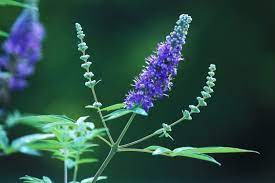 Lavender Flower Meaning In Bengali Best Flower Wallpaper