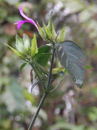 Image result for Dicliptera sp. C