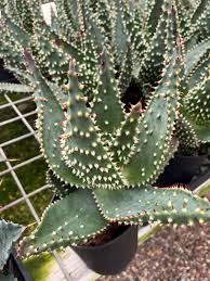 Image result for Aloe aculeata × ortholopha