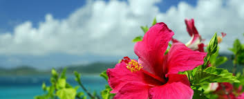 Maybe you would like to learn more about one of these? 8 Botanical Gardens On Oahu You Need To See Hawaii Beach Homes