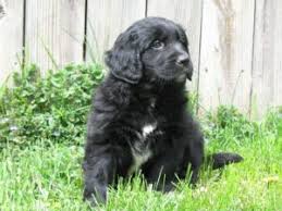 One way to determine the ancestry of your mixed breed is through a dna test. Newfoundland Golden Retriever Mix Breed Information