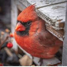 Brown Birds That Look Like Cardinals Pin By Pat Brown On Cardinals Pet Birds Cardinal Birds Beautiful Birds