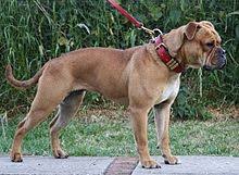 Top quality family raised english bulldog puppies from the best reputable breeders now. Olde English Bulldogge Wikipedia