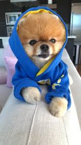 Download Tiktok To Watch More Funny Videos Of Cuties Puppy Life S Moving Fast So Make Every Second Count Animal Binatang Lucu Anak Anjing Lucu Bayi Hewan