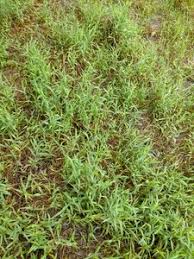Image result for Digitaria bidactyla