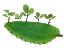 Herbals...... Leaf of Life. It doesn't even need soil to grow. Amazing |  Suculentas, Horta jardim, Jardinagem