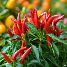 Browse pictures and read growth / cultivation information about hot pepper (capsicum frutescens) 'siling labuyo' supplied by member gardeners in the plantfiles database at dave's garden. Siling Labuyo Seed Lazada Ph