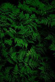 Nine Co Greens Green Leaf Wallpaper Green Nature Wallpaper Green Nature