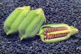 Sesame plants each produce quite a lot of seeds, but the seeds have little mass. How To Grow Sesame Plant In Your Garden And Harvest The Seeds