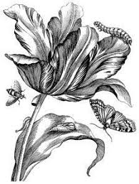 Antique Botanical Prints Black And White Botanic Botanical Illustration Black And White Antique Botanical Print Botanical Prints