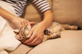 How to bond with my new kitten? 6 Surefire Ways To Bond With Your Cat Petmd