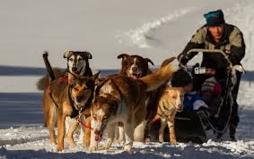 We did not find results for: Chiens De Traineau Vosges Home Facebook
