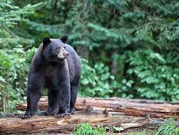 Most Dangerous Animals In North America Dangerous Animals Black Bear American Black Bear