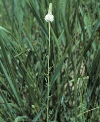 Image result for Buchnera candida