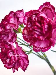 Pin On Connecting The World Through Flowers